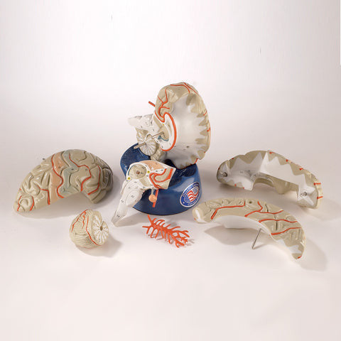 Deluxe Brain Model (8 part)