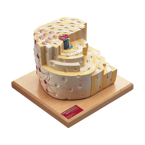 Microstructure of Bone Model