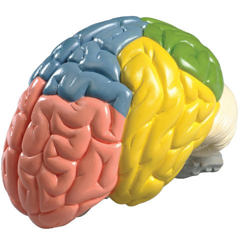 Colour-coded Brain Model (Life Size)