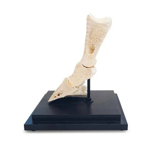 Horse Pastern Model (Longitudinal Section)