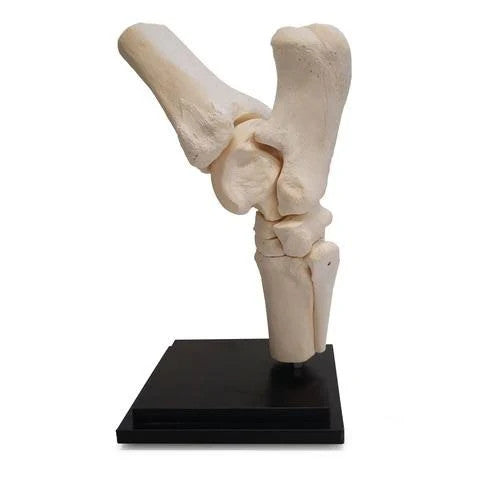 Horse Tarsal Joint Model (10 Parts)