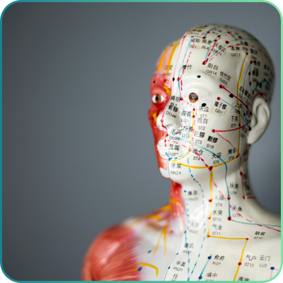 Acupuncture Models