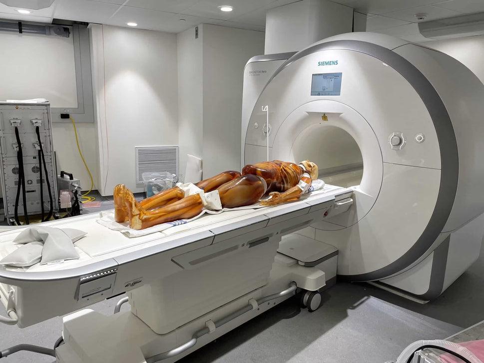 Adult Full Body Phantom with Muscles for X-Ray CT, MRI