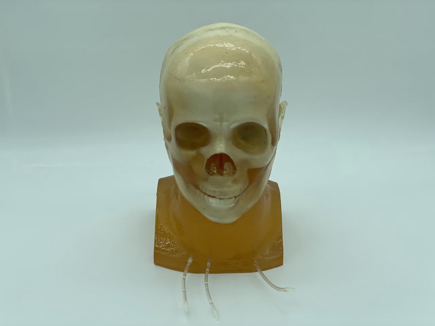Adult Head (Standard) for X-Ray CT, US, MRI HD-A03 image 1
