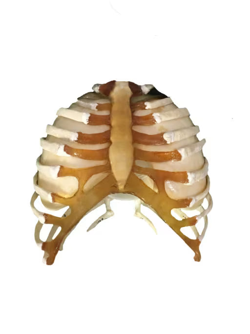 Adult Torso Phantom for X-Ray CT, MRI