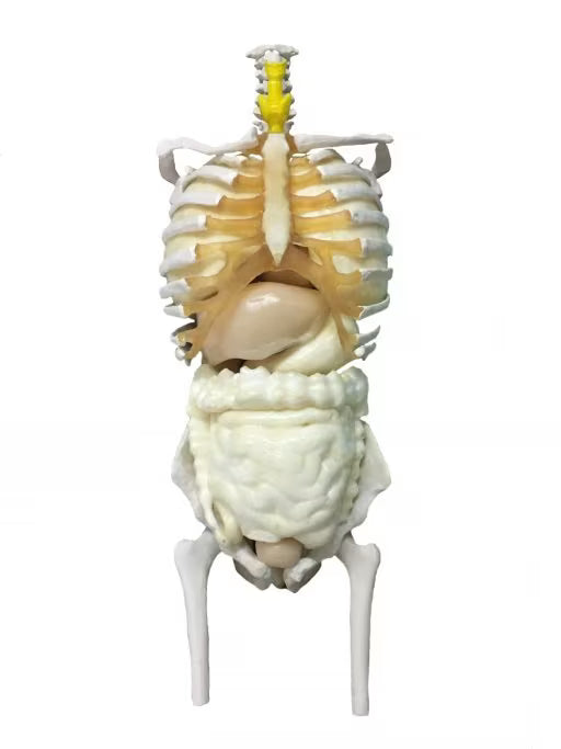 Adult Torso Phantom for X-Ray CT, MRI