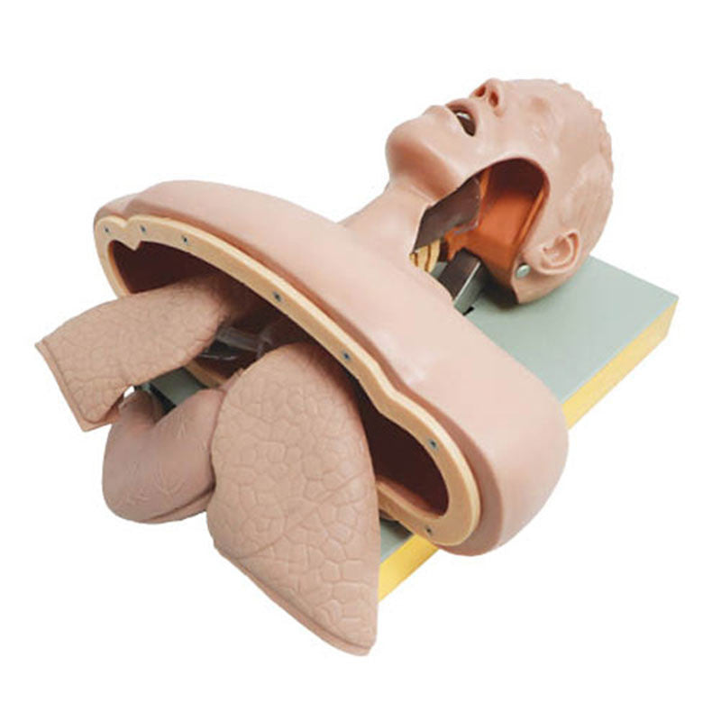 Advanced Airway Intubation Simulator