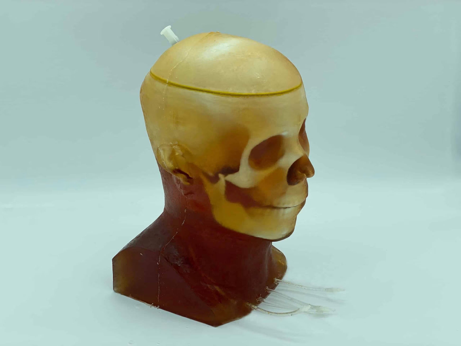 Adult Head Phantom (Dynamic, Advanced) for X-Ray CT, US, MRI