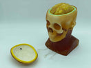 Switch Adult Head (Dynamic, Advanced) for X-Ray CT, US, MRI HD-C03 image 3 3 image