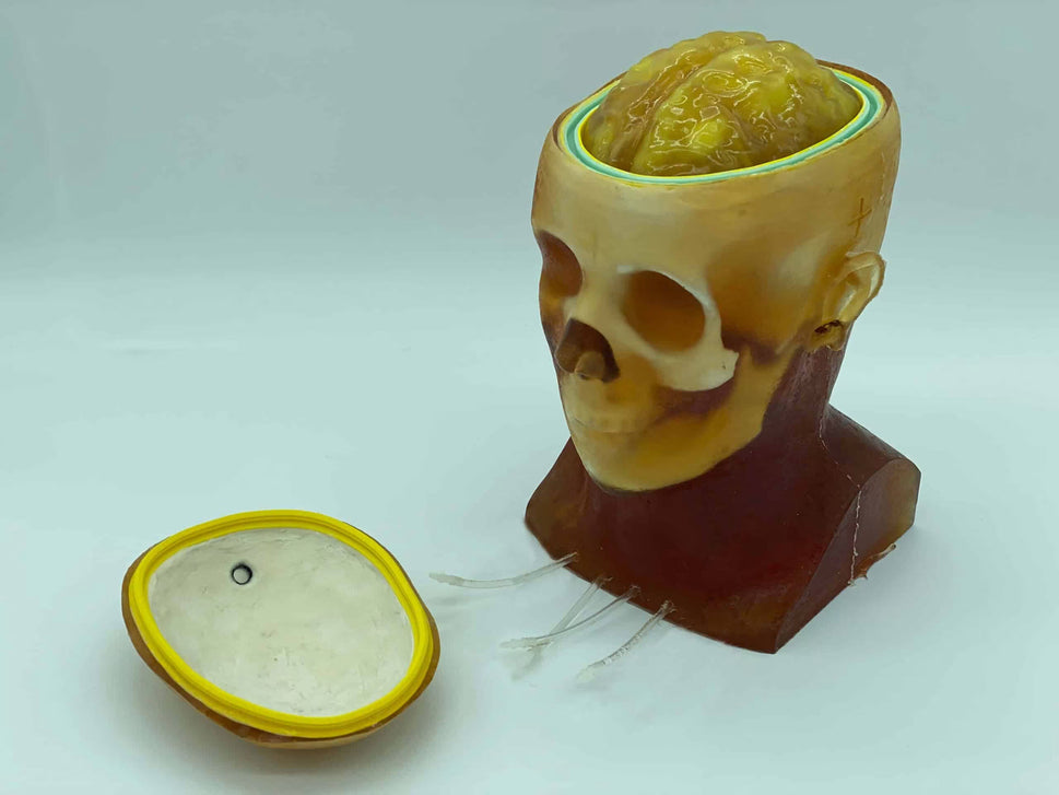 Adult Head Phantom (Dynamic, Advanced) for X-Ray CT, US, MRI