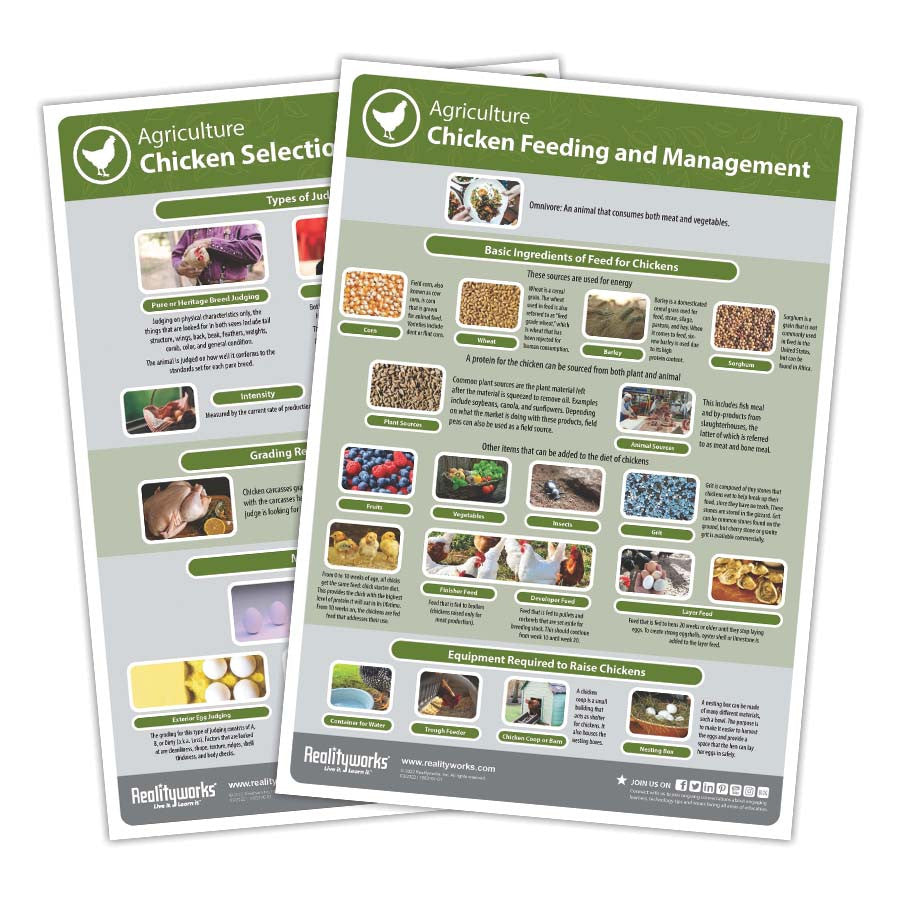 Chicken Feeding and Management Poster