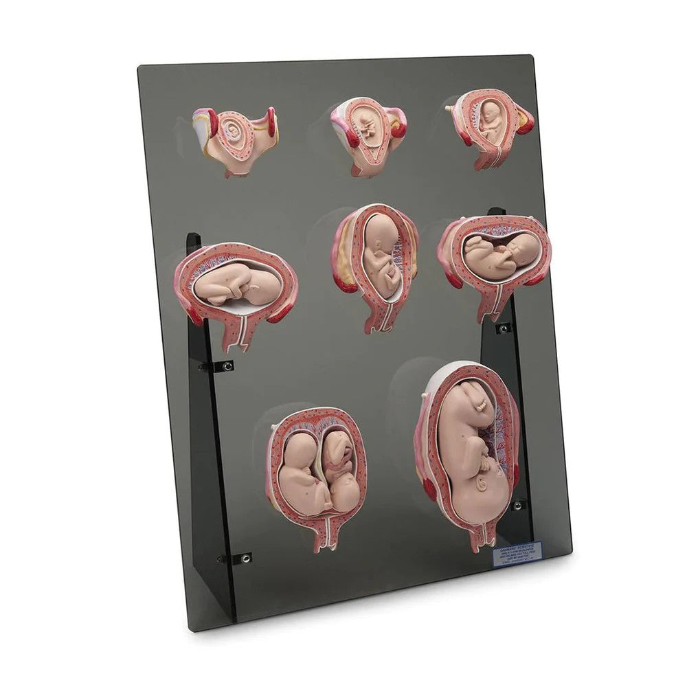 Intra-Uterine Development Trainer