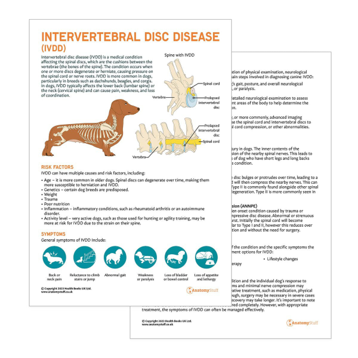 Canine Intervertebral Disc Disease Pet Owner Education Handout (Printable PDF)