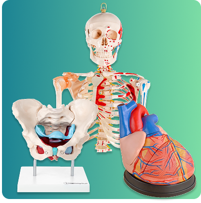 Anatomy Models