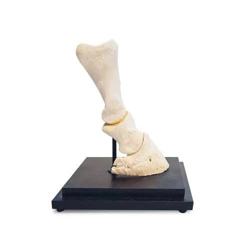 Horse Pastern Model (Longitudinal Section)