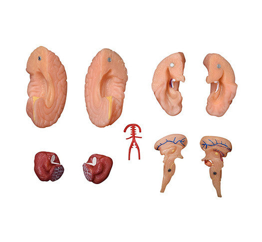 Budget Brain Model (9 Part)