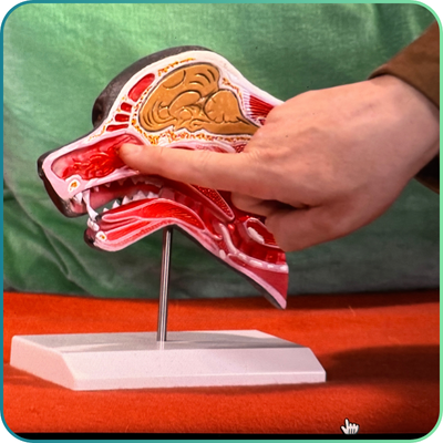 Animal Anatomy Models