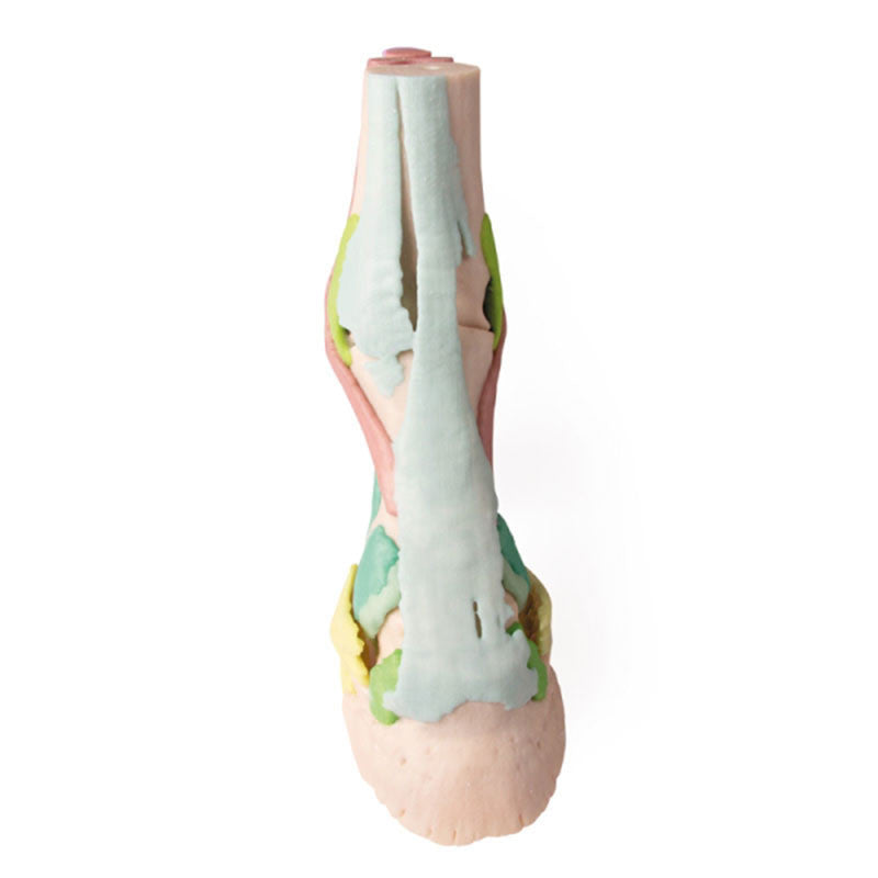Equine Hoof 3D Printed Model - Model 1