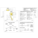 Switch Autonomic Nervous System Revision Collection 2 image