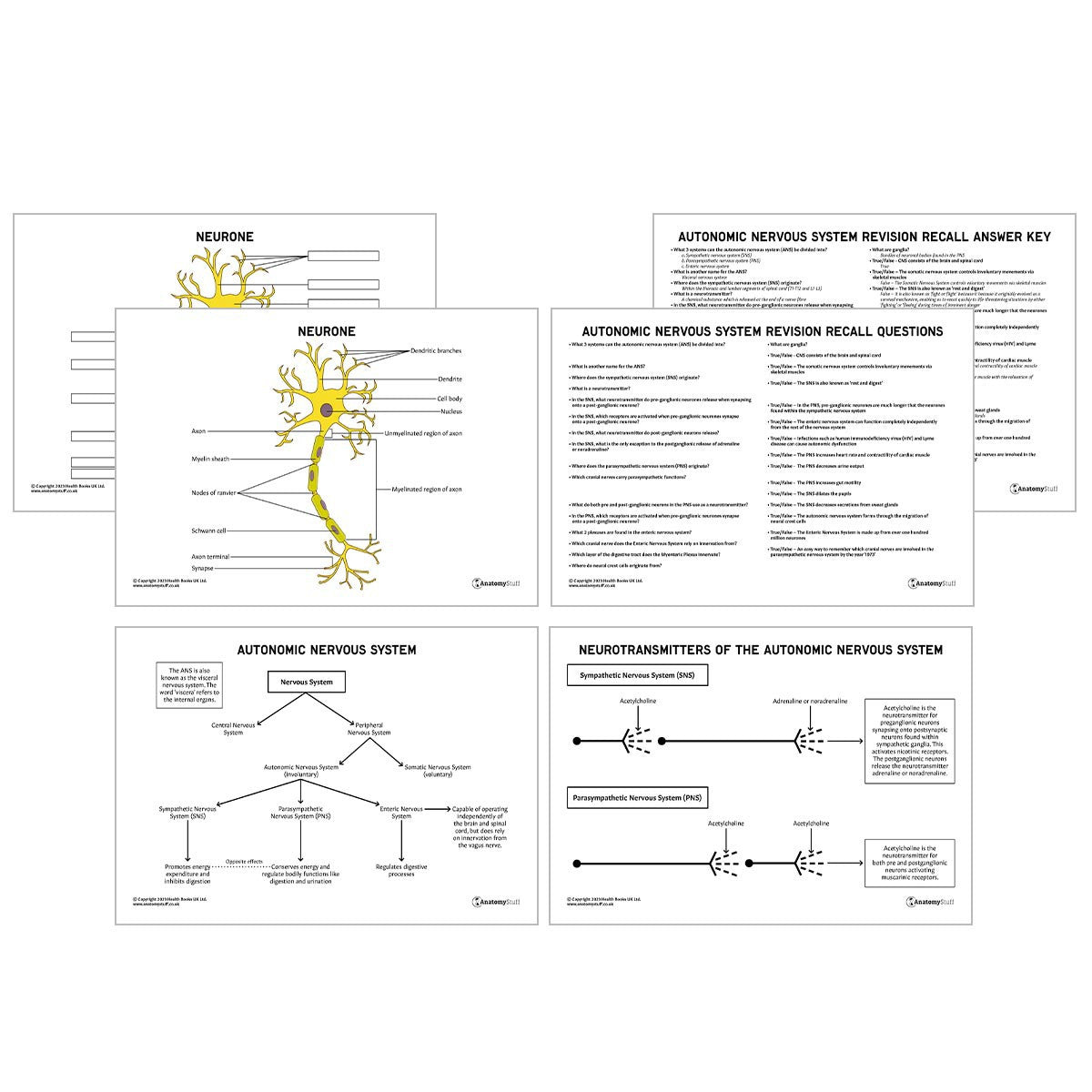 Autonomic Nervous System Anatomy Revision Worksheets (Interactive & Printable PDFs)