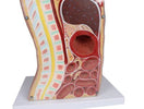 Switch Abdominal region of the NG &amp; Tracheostomy Torso Model 3 image