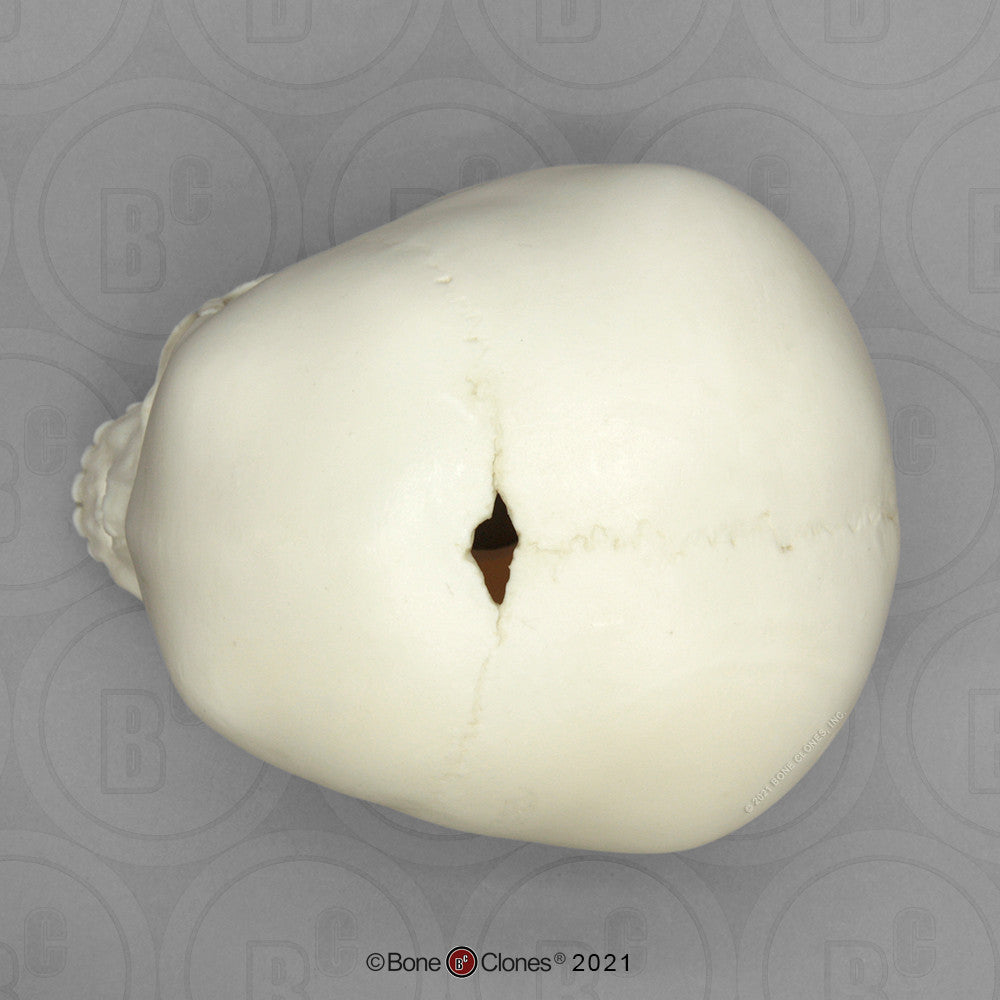 Child Skull Models