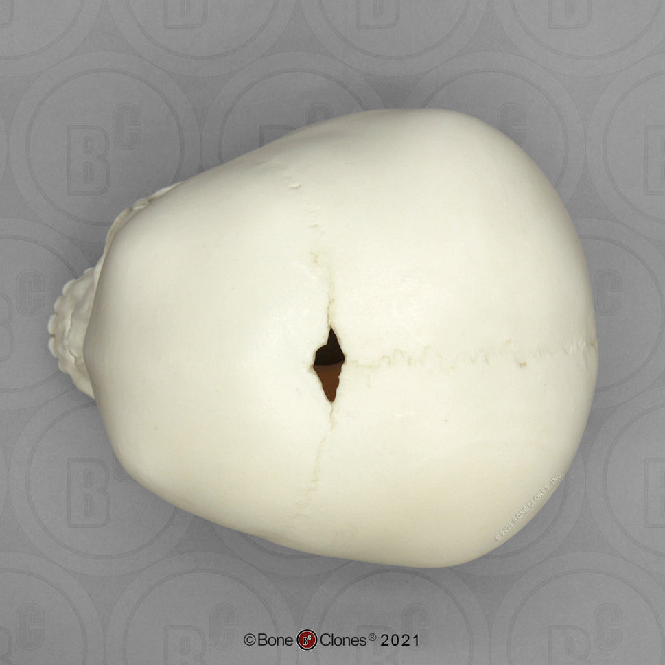 Child Skull Models