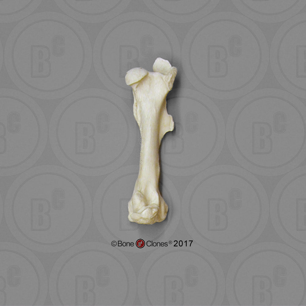 SC-125-21 Bone Clones Equine Leg Bone Femur 