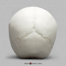 Switch Posterior Aspect of the Child Skull Model (14 Month Old) 3 image