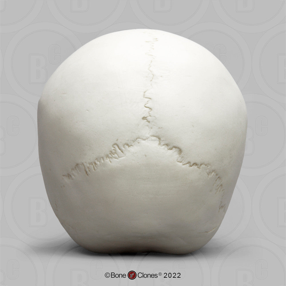 Child Skull Models