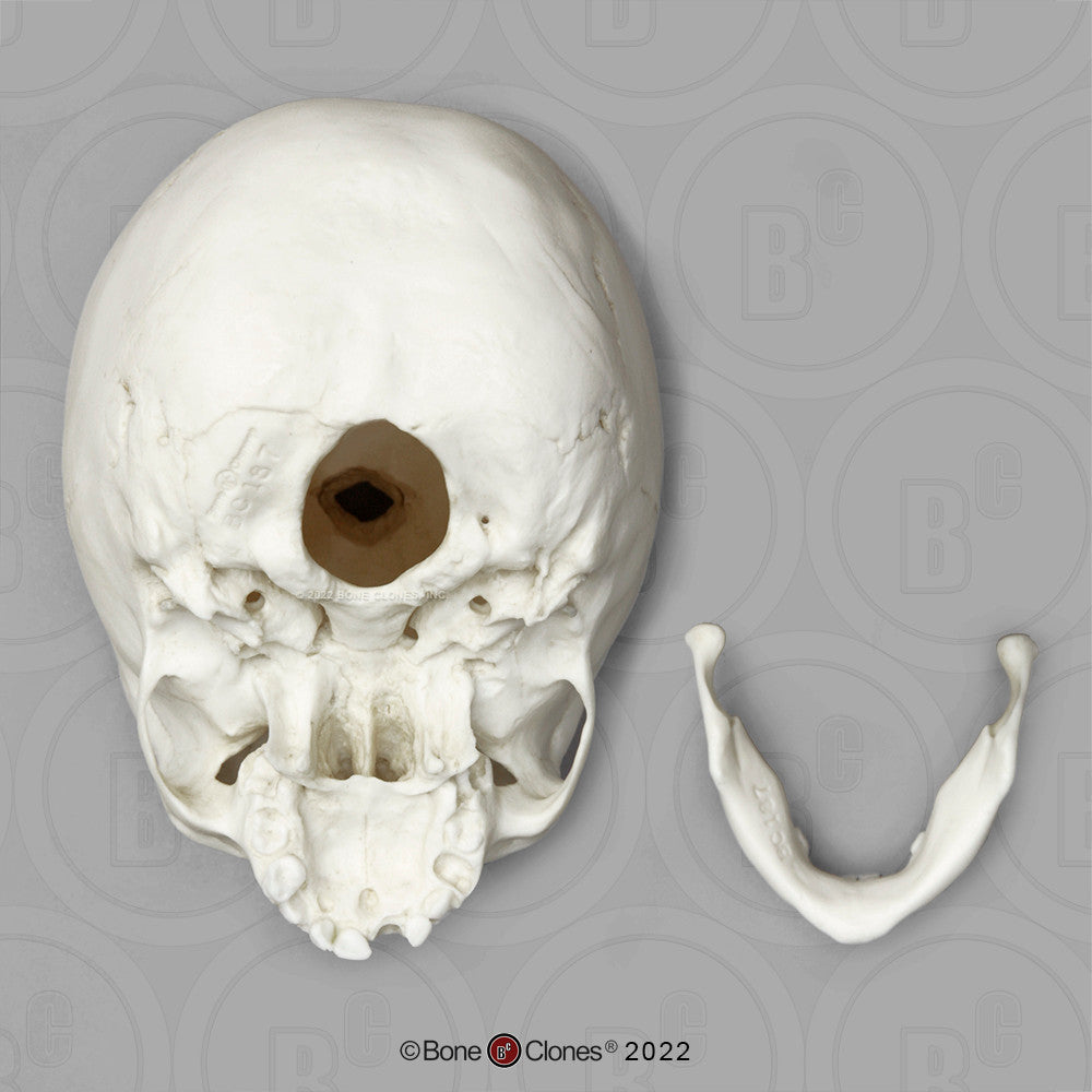 Child Skull Models