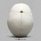 Switch Superior Aspect of the Child Skull Model (14 Month Old) 2 image