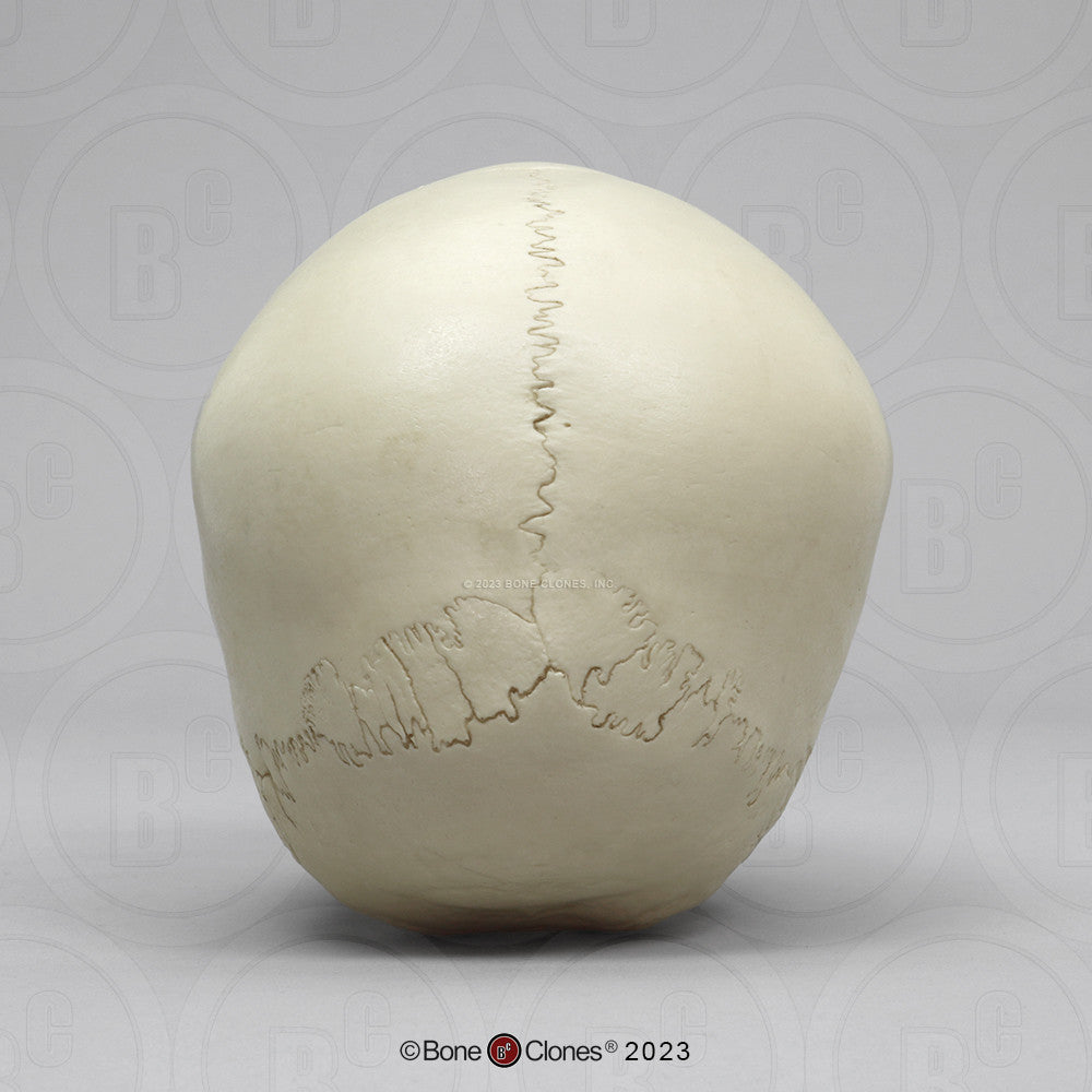 Posterior Aspect of the Child Skull Model (3 Year Old)