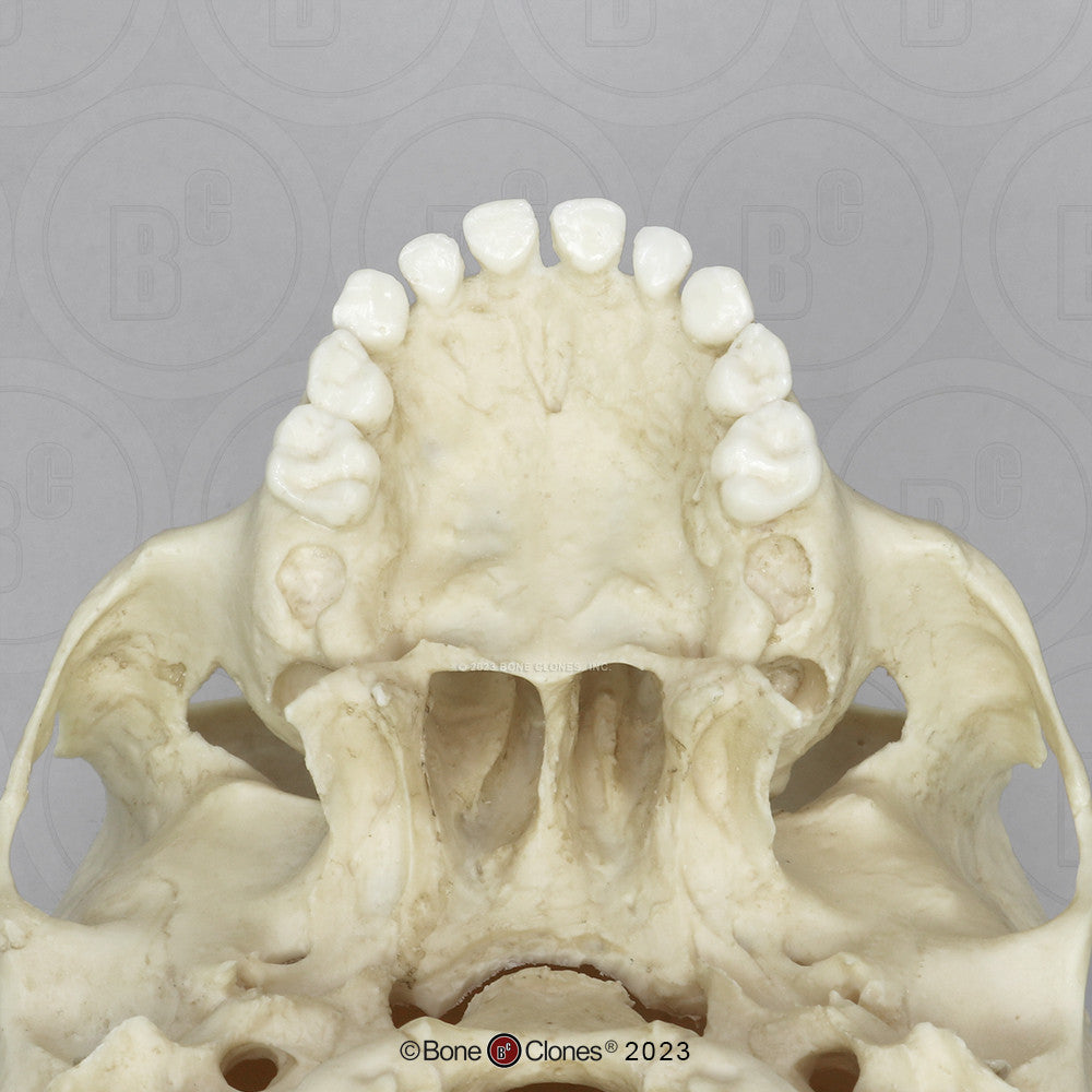 Child Skull Models