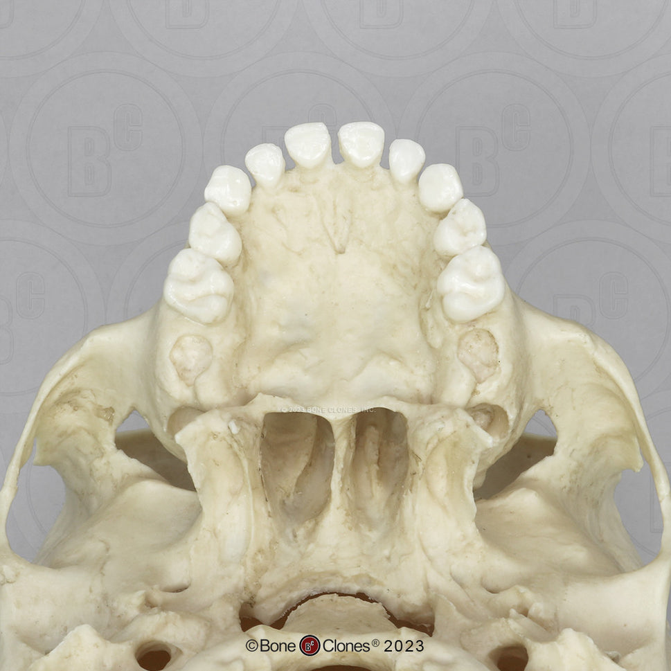 Child Skull Models