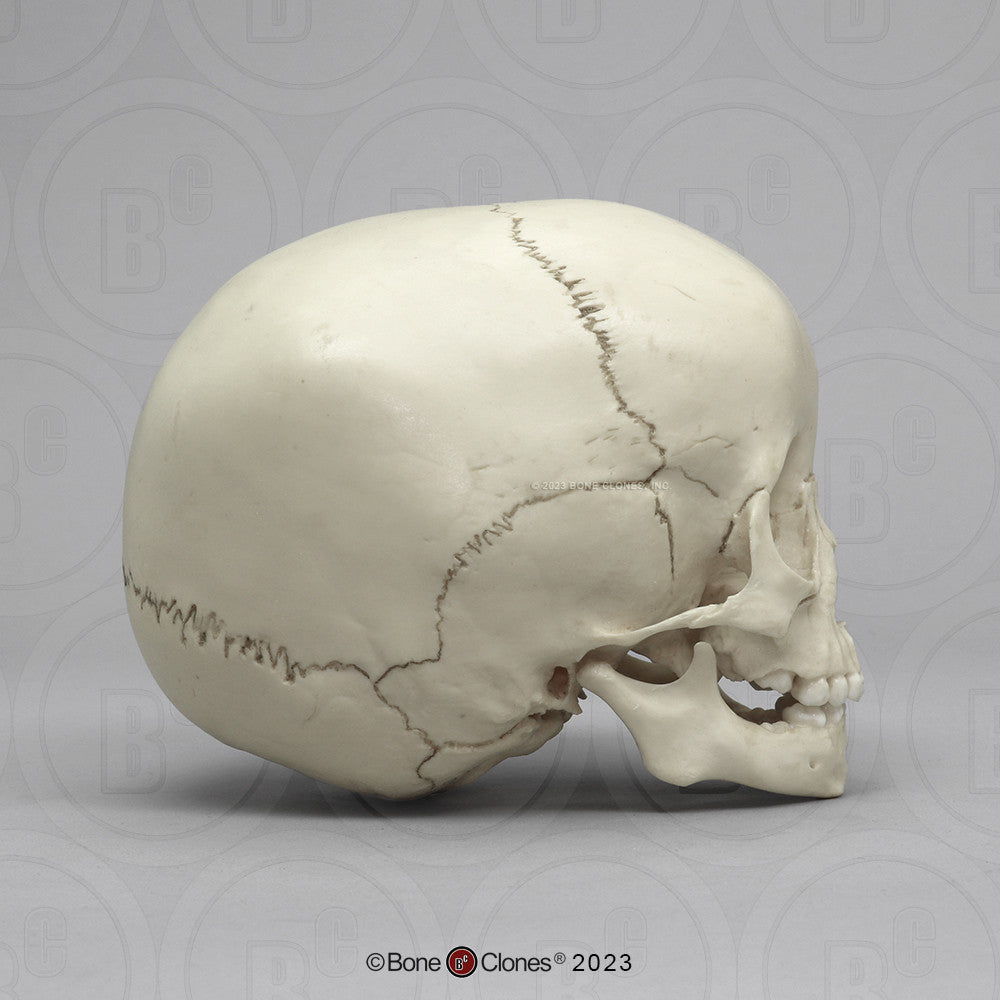 Child Skull Models