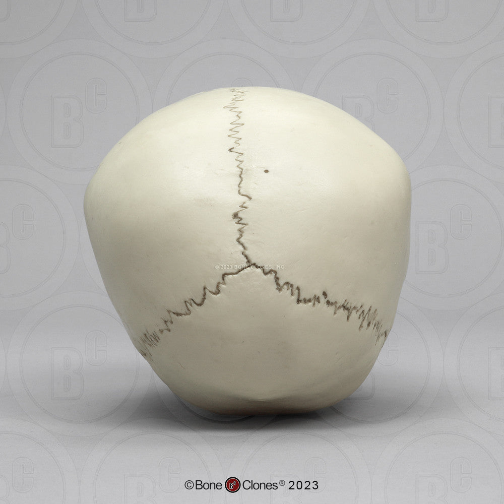 Posterior Aspect of the Child Skull Model (18 Month Old)