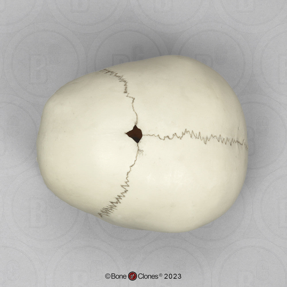 Superior Aspect of the Child Skull Model (18 Month Old)