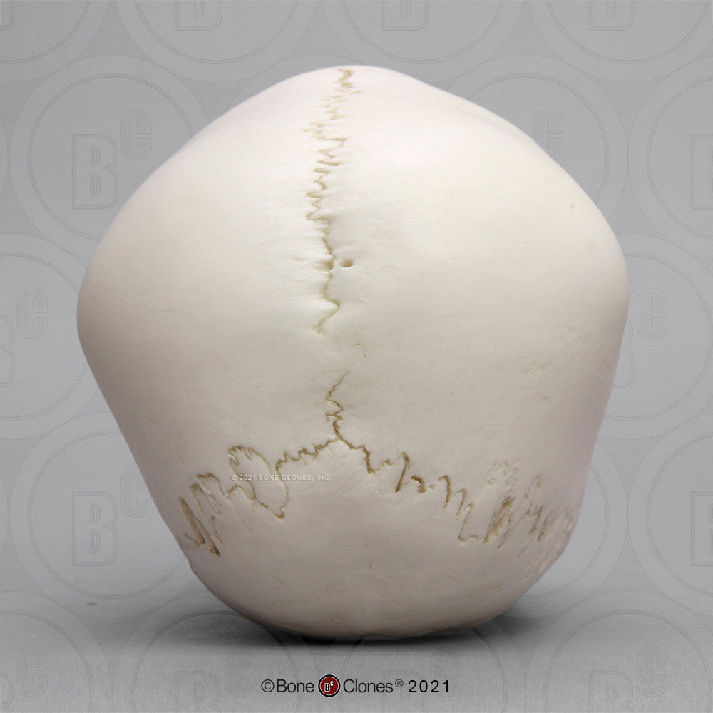 Posterior Aspect of the Child Skull Model (4 Year Old)