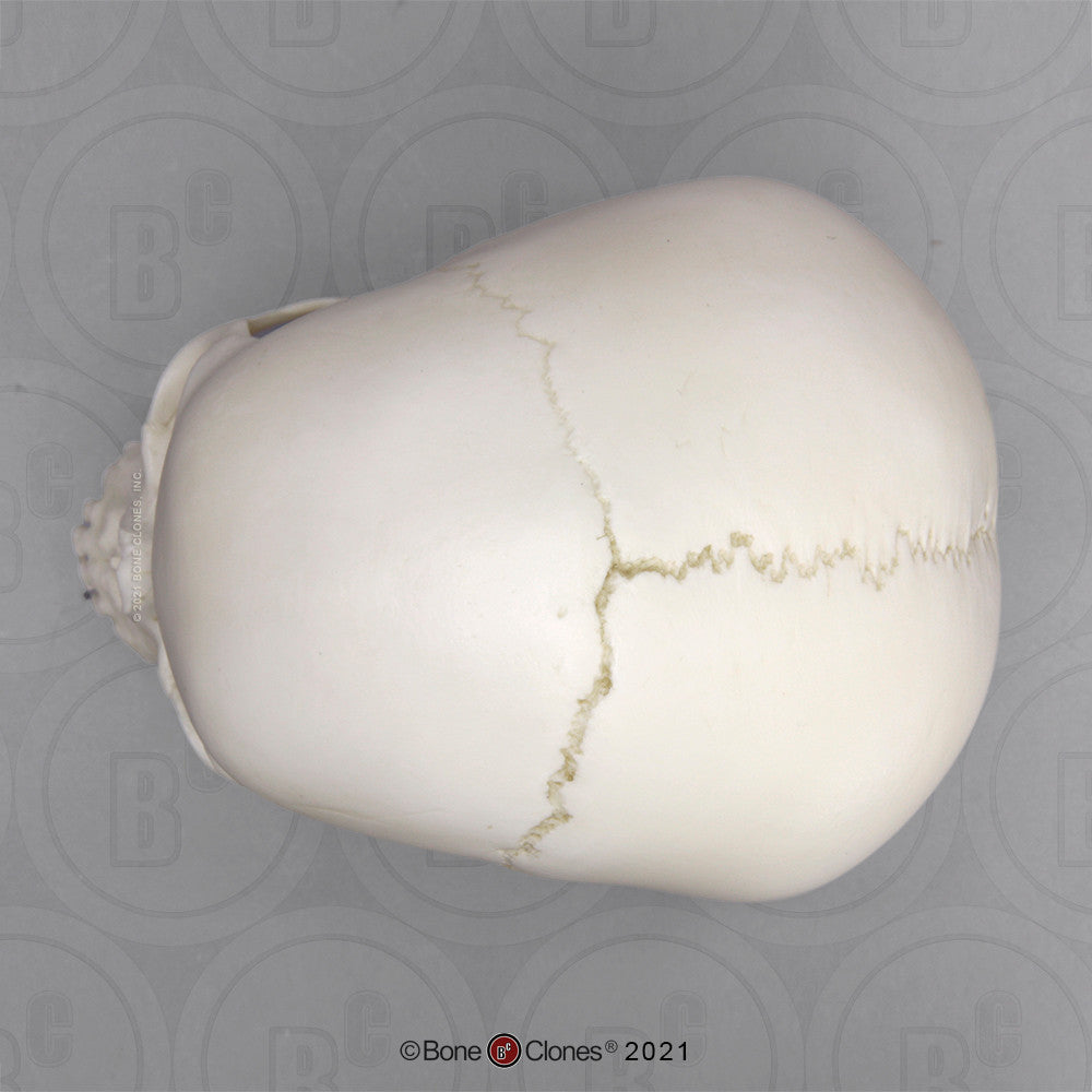 Superior Aspect of the Child Skull Model (4 Year Old)