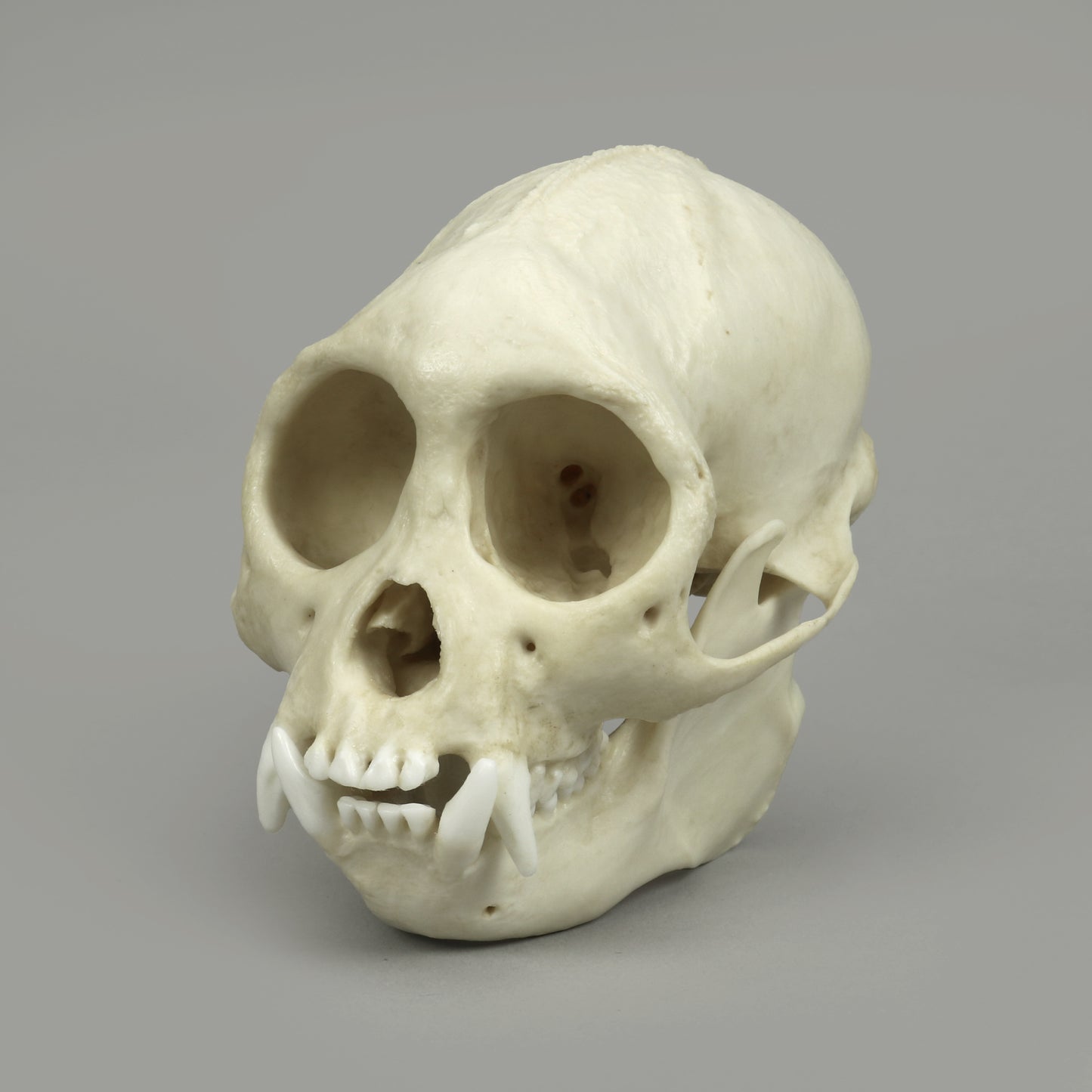 BC-364 Tufted Capuchin Front left