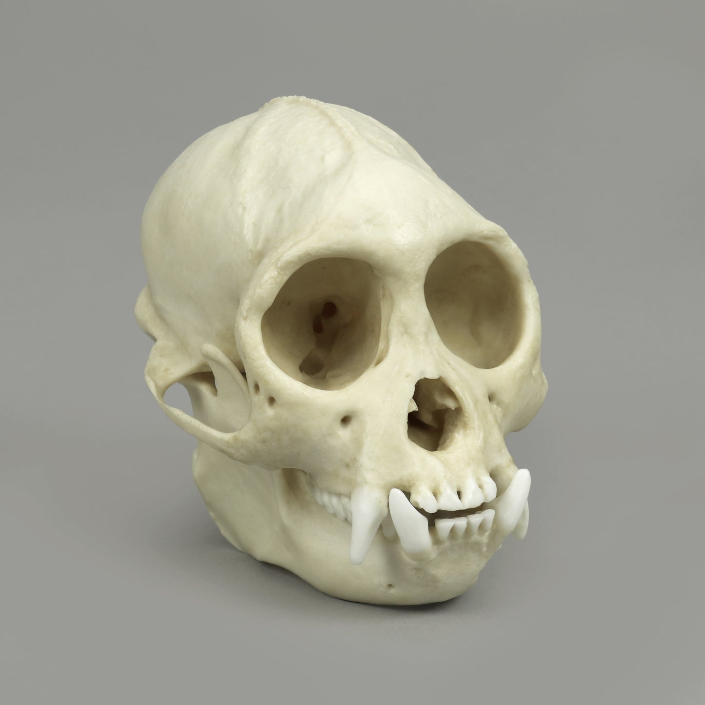 BC-364 Tufted Capuchin Front Right