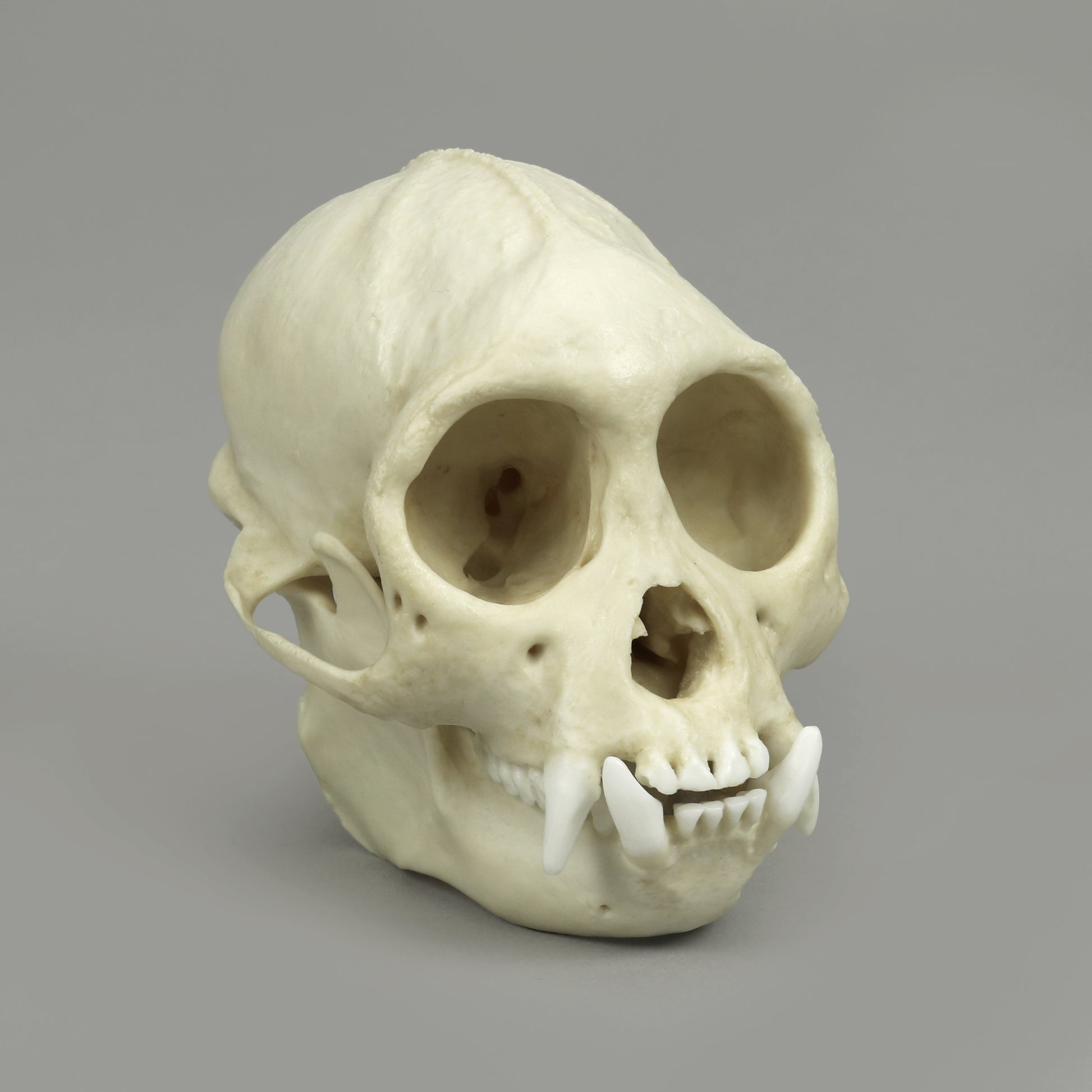Bone Clones Lesser Primate Skulls