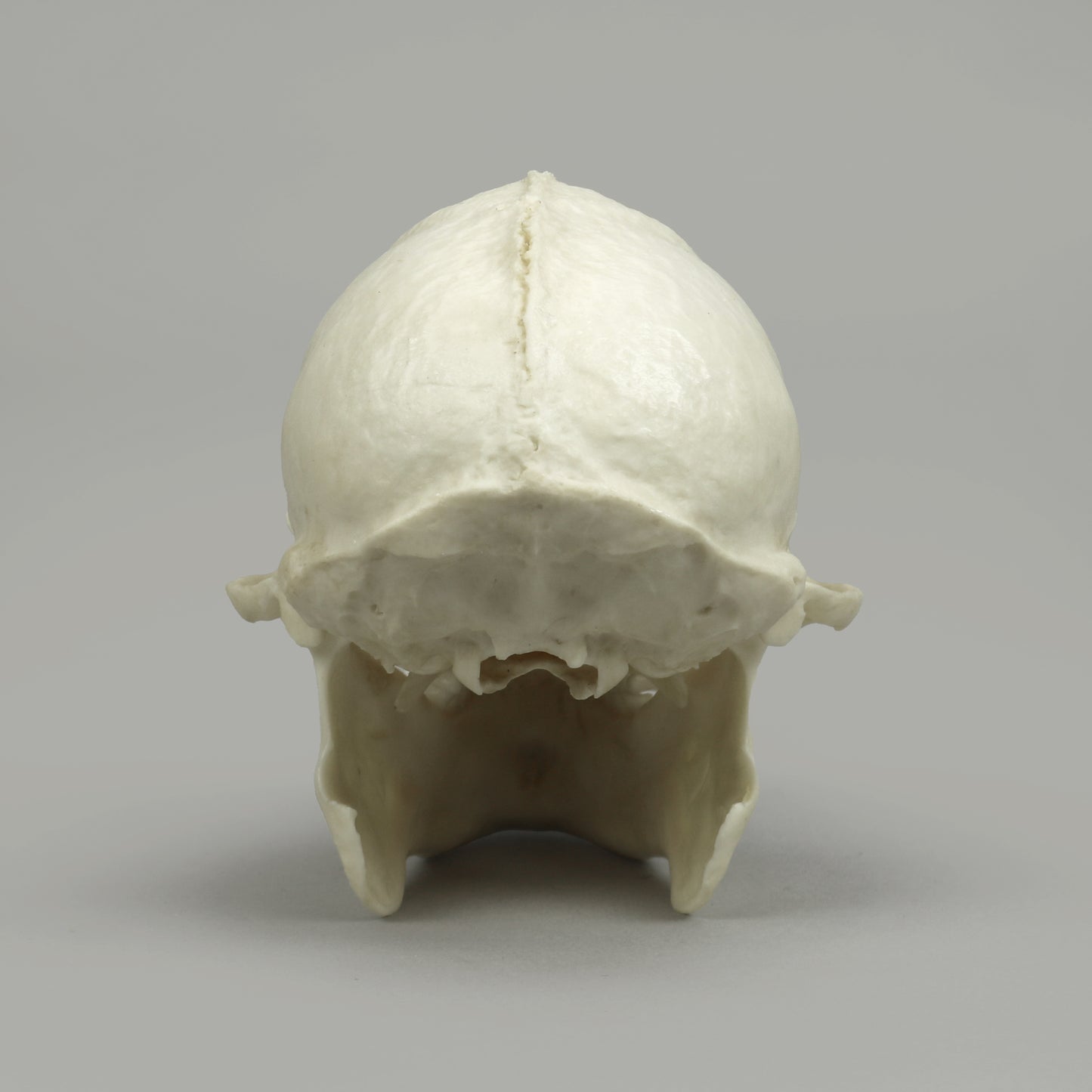 BC-364 Tufted Capuchin Back