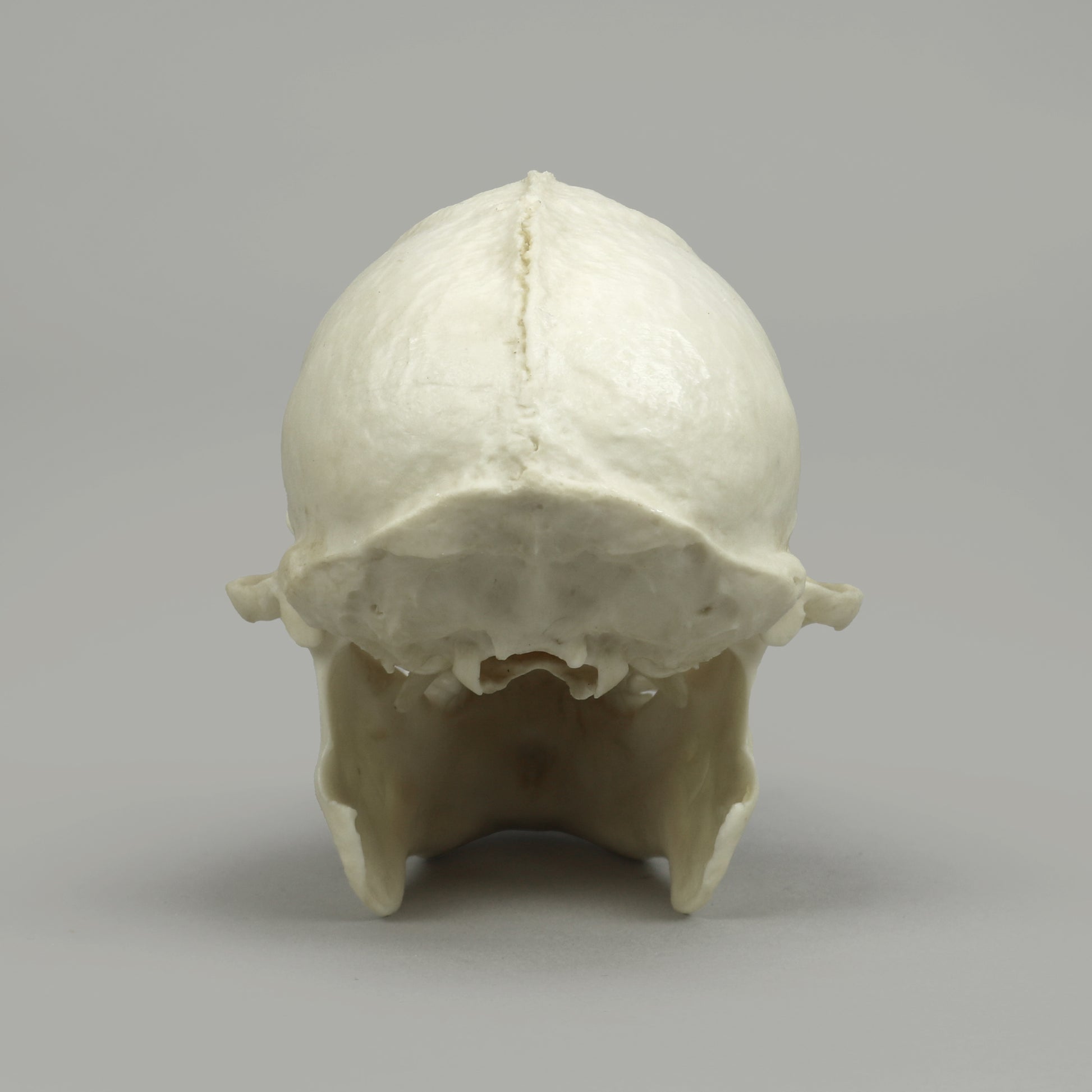 Bone Clones Lesser Primate Skulls