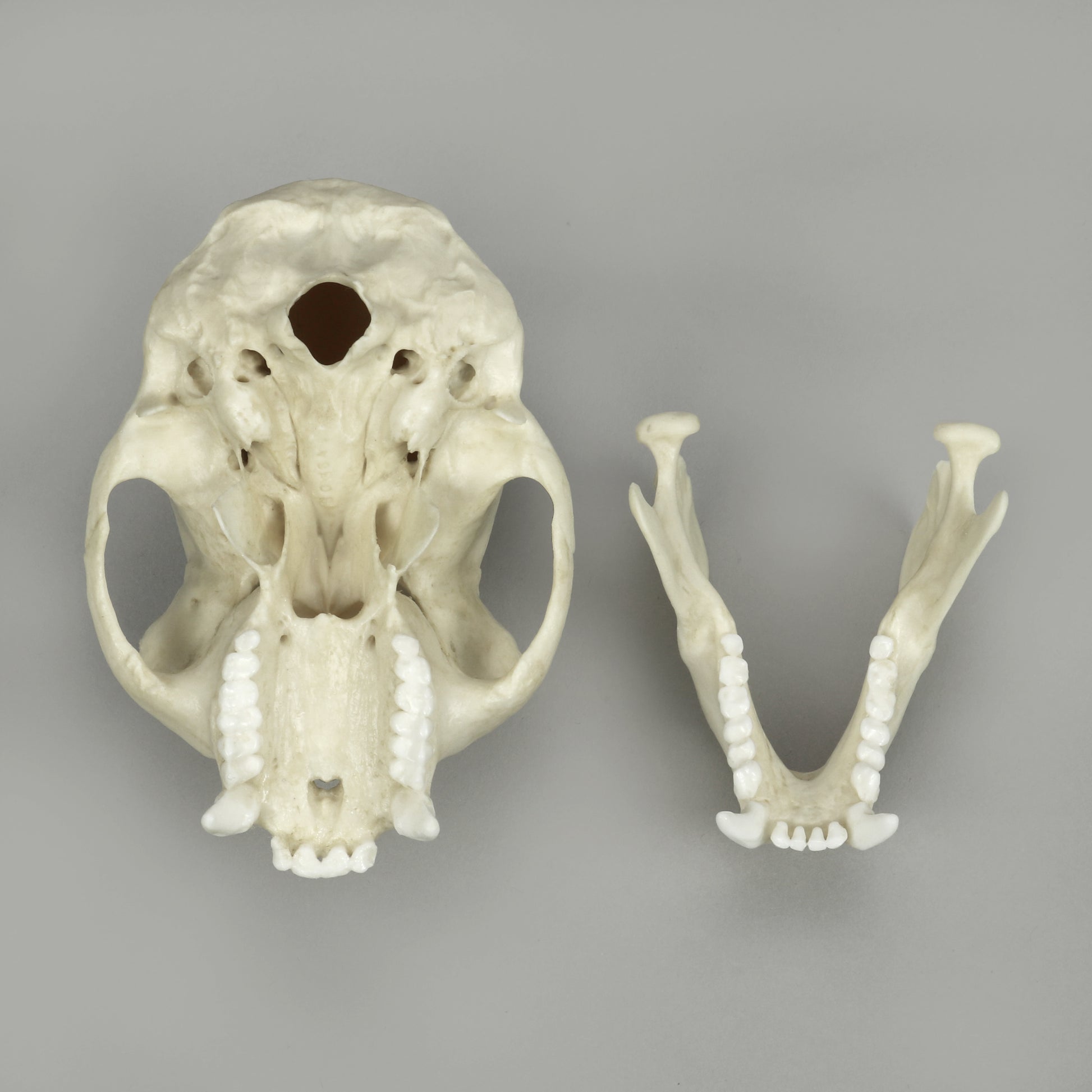 Bone Clones Lesser Primate Skulls
