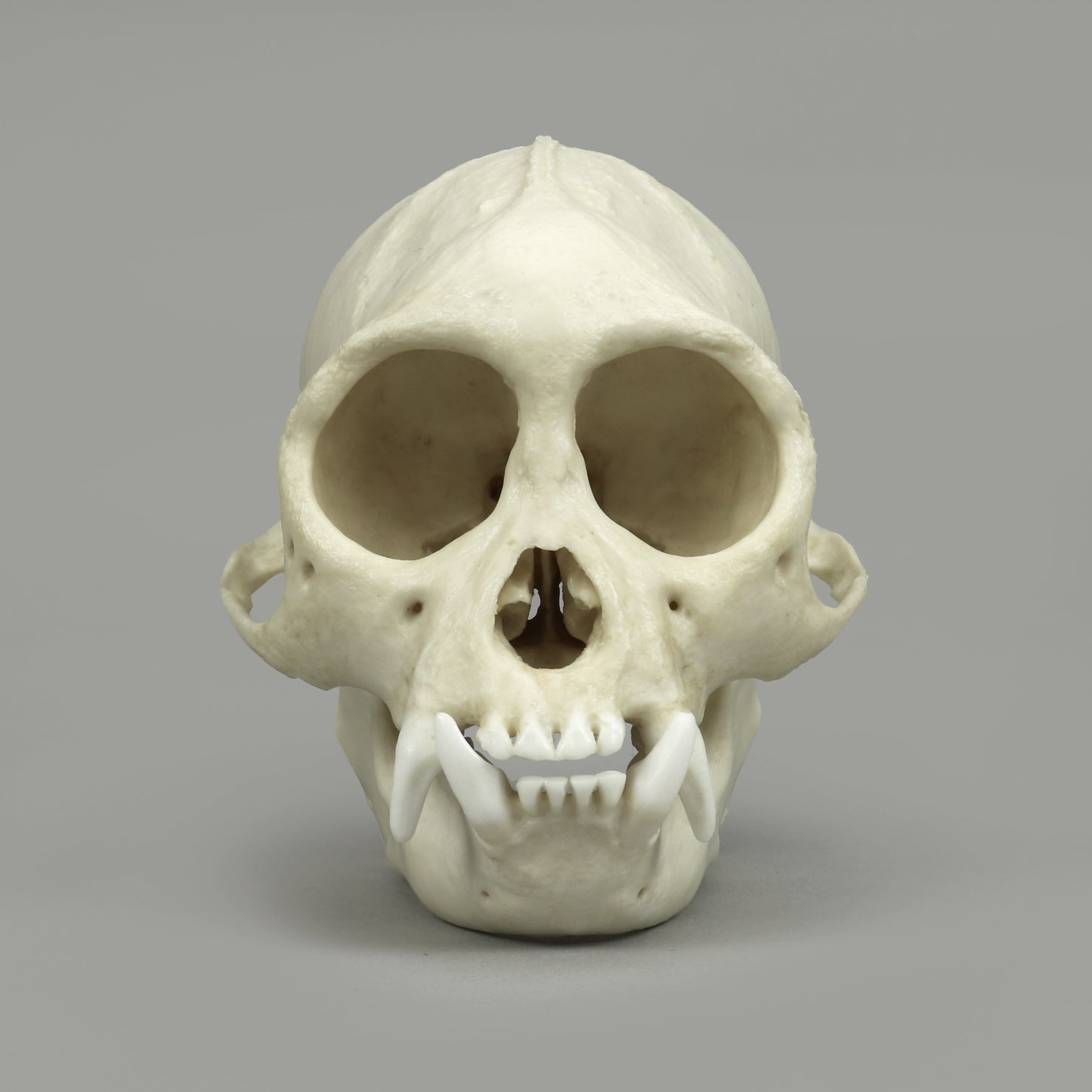 BC-364 Tufted Capuchin Front