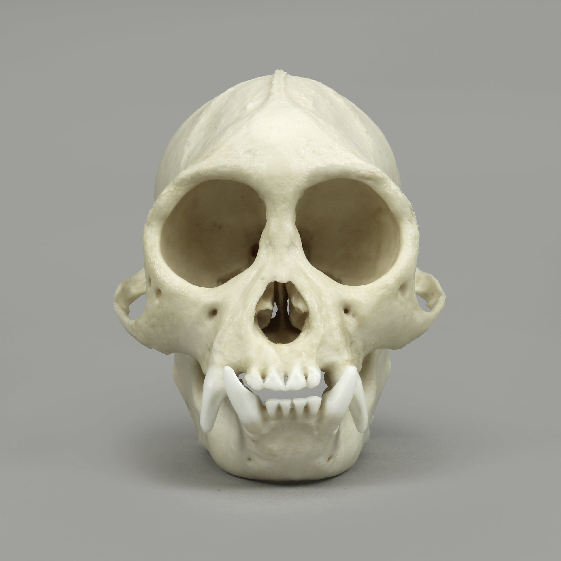 Bone Clones Lesser Primate Skulls