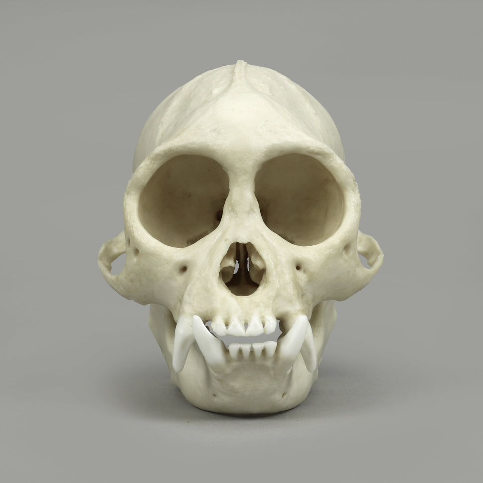 Bone Clones Lesser Primate Skulls