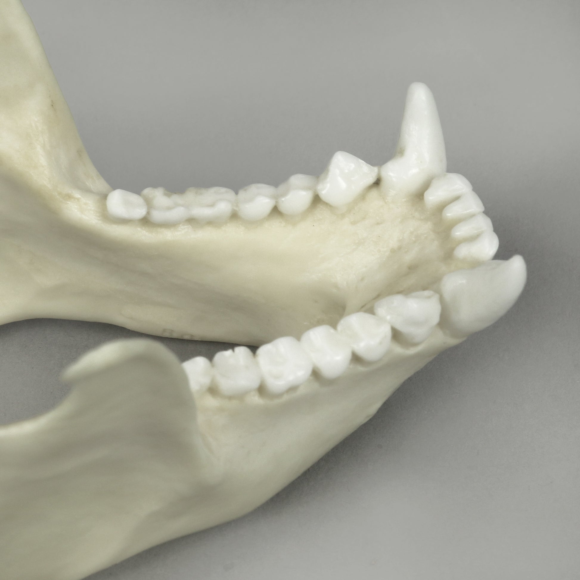 Bone Clones Lesser Primate Skulls